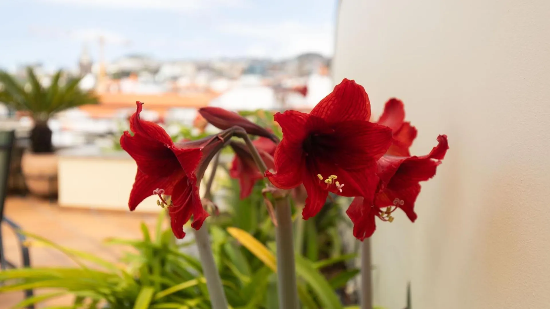 Anadia Penthouse Duplex Lägenhet Funchal  0*, Funchal (Madeira)